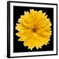 This Yellow Chrysanthemum-Steve Gadomski-Framed Photographic Print