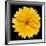 This Yellow Chrysanthemum-Steve Gadomski-Framed Photographic Print