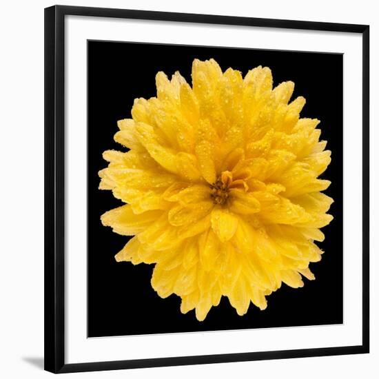 This Yellow Chrysanthemum-Steve Gadomski-Framed Photographic Print