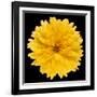 This Yellow Chrysanthemum-Steve Gadomski-Framed Photographic Print