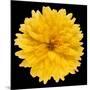 This Yellow Chrysanthemum-Steve Gadomski-Mounted Photographic Print