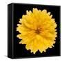 This Yellow Chrysanthemum-Steve Gadomski-Framed Stretched Canvas