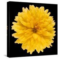 This Yellow Chrysanthemum-Steve Gadomski-Stretched Canvas