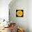 This Yellow Chrysanthemum-Steve Gadomski-Stretched Canvas displayed on a wall