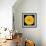 This Yellow Chrysanthemum-Steve Gadomski-Framed Photographic Print displayed on a wall