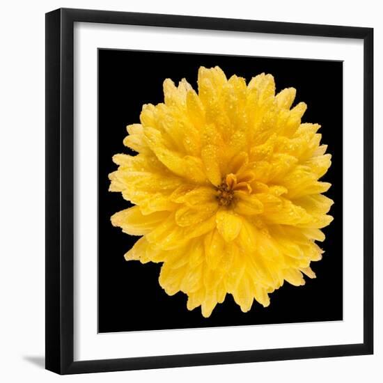 This Yellow Chrysanthemum-Steve Gadomski-Framed Photographic Print