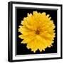 This Yellow Chrysanthemum-Steve Gadomski-Framed Photographic Print