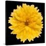 This Yellow Chrysanthemum-Steve Gadomski-Stretched Canvas