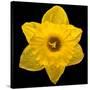 This Yellow Daffodil-Steve Gadomski-Stretched Canvas