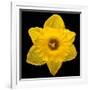 This Yellow Daffodil-Steve Gadomski-Framed Photographic Print