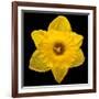 This Yellow Daffodil-Steve Gadomski-Framed Photographic Print