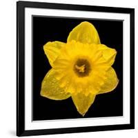 This Yellow Daffodil-Steve Gadomski-Framed Photographic Print