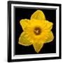 This Yellow Daffodil-Steve Gadomski-Framed Photographic Print