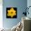 This Yellow Daffodil-Steve Gadomski-Photographic Print displayed on a wall