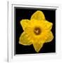 This Yellow Daffodil-Steve Gadomski-Framed Photographic Print