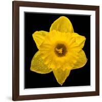 This Yellow Daffodil-Steve Gadomski-Framed Photographic Print