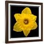 This Yellow Daffodil-Steve Gadomski-Framed Photographic Print