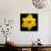 This Yellow Daffodil-Steve Gadomski-Mounted Photographic Print displayed on a wall