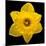 This Yellow Daffodil-Steve Gadomski-Mounted Photographic Print