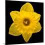 This Yellow Daffodil-Steve Gadomski-Mounted Photographic Print