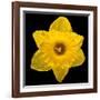 This Yellow Daffodil-Steve Gadomski-Framed Photographic Print