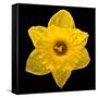 This Yellow Daffodil-Steve Gadomski-Framed Stretched Canvas
