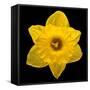 This Yellow Daffodil-Steve Gadomski-Framed Stretched Canvas