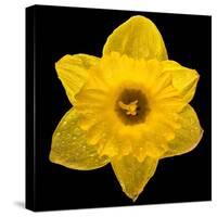 This Yellow Daffodil-Steve Gadomski-Stretched Canvas