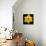 This Yellow Daffodil-Steve Gadomski-Stretched Canvas displayed on a wall