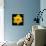 This Yellow Daffodil-Steve Gadomski-Photographic Print displayed on a wall