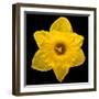 This Yellow Daffodil-Steve Gadomski-Framed Photographic Print