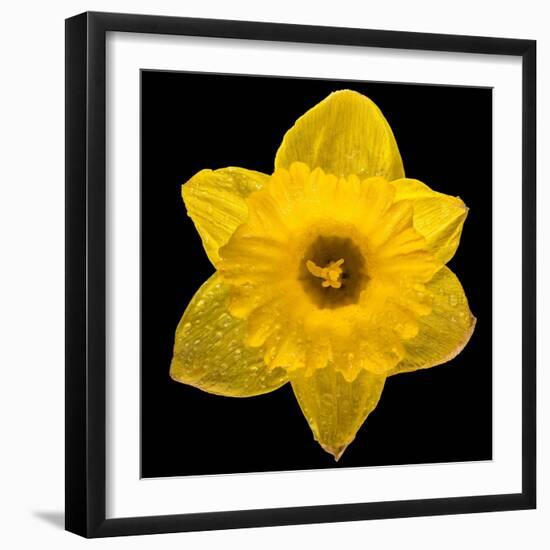 This Yellow Daffodil-Steve Gadomski-Framed Photographic Print