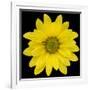 This Yellow Daisy-Steve Gadomski-Framed Photographic Print