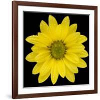 This Yellow Daisy-Steve Gadomski-Framed Photographic Print