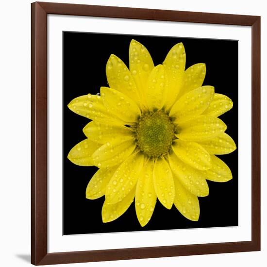 This Yellow Daisy-Steve Gadomski-Framed Photographic Print