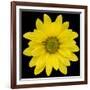 This Yellow Daisy-Steve Gadomski-Framed Photographic Print