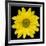 This Yellow Daisy-Steve Gadomski-Framed Photographic Print