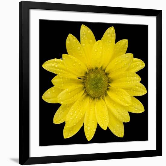 This Yellow Daisy-Steve Gadomski-Framed Photographic Print