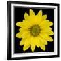 This Yellow Daisy-Steve Gadomski-Framed Photographic Print