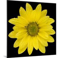 This Yellow Daisy-Steve Gadomski-Mounted Photographic Print