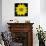 This Yellow Daisy-Steve Gadomski-Mounted Photographic Print displayed on a wall