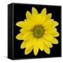 This Yellow Daisy-Steve Gadomski-Framed Stretched Canvas