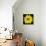This Yellow Daisy-Steve Gadomski-Stretched Canvas displayed on a wall