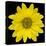 This Yellow Daisy-Steve Gadomski-Stretched Canvas