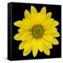 This Yellow Daisy-Steve Gadomski-Framed Stretched Canvas