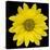 This Yellow Daisy-Steve Gadomski-Stretched Canvas