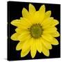 This Yellow Daisy-Steve Gadomski-Stretched Canvas