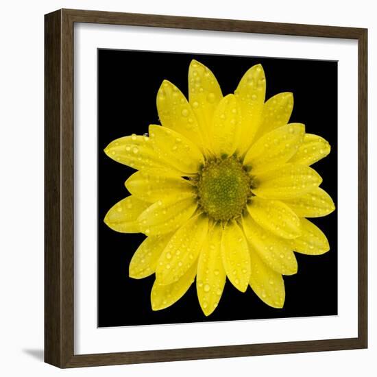 This Yellow Daisy-Steve Gadomski-Framed Photographic Print