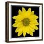 This Yellow Daisy-Steve Gadomski-Framed Photographic Print