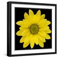 This Yellow Daisy-Steve Gadomski-Framed Photographic Print